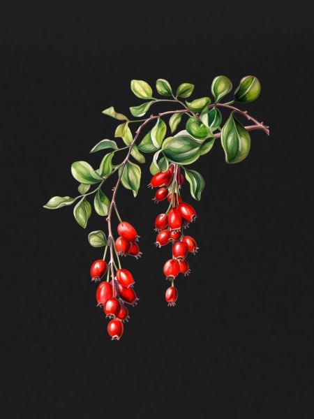 Mistletoe Magic