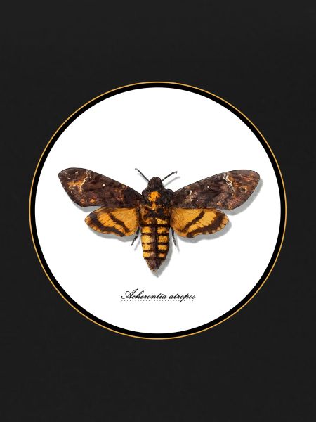 Acherontia atropos