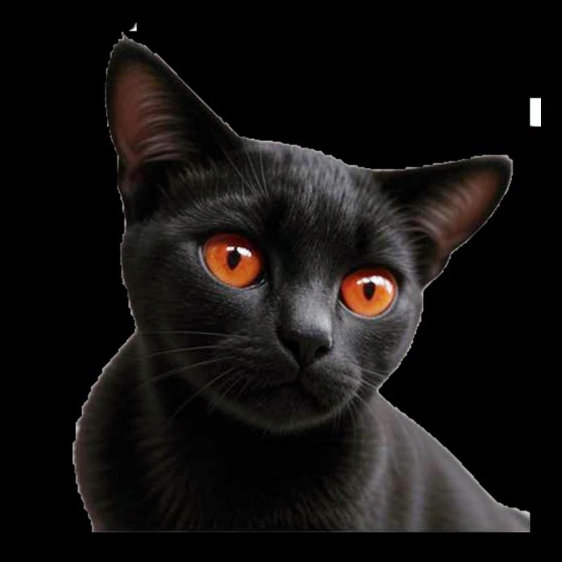 Black cat
