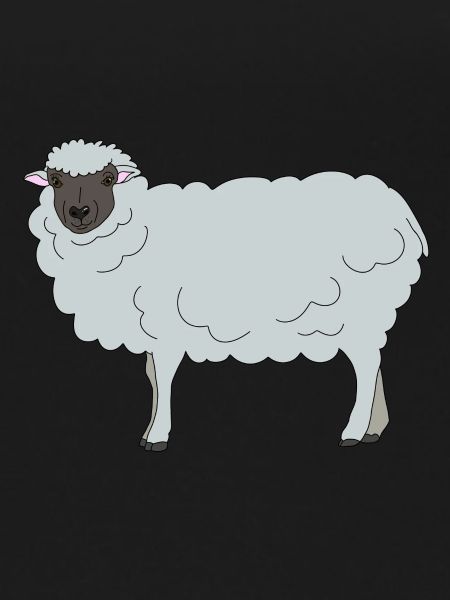 Sheep