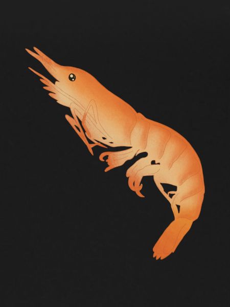 Shrimp