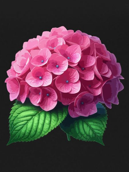 Hortensia rose