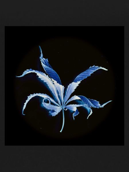 Curled leaf, inverted