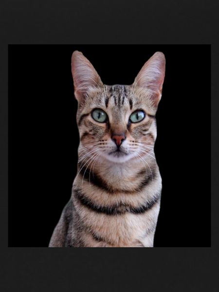 Cat Cats