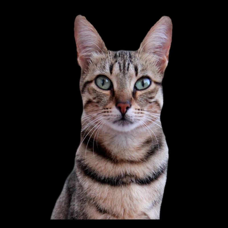 Katze Katzen