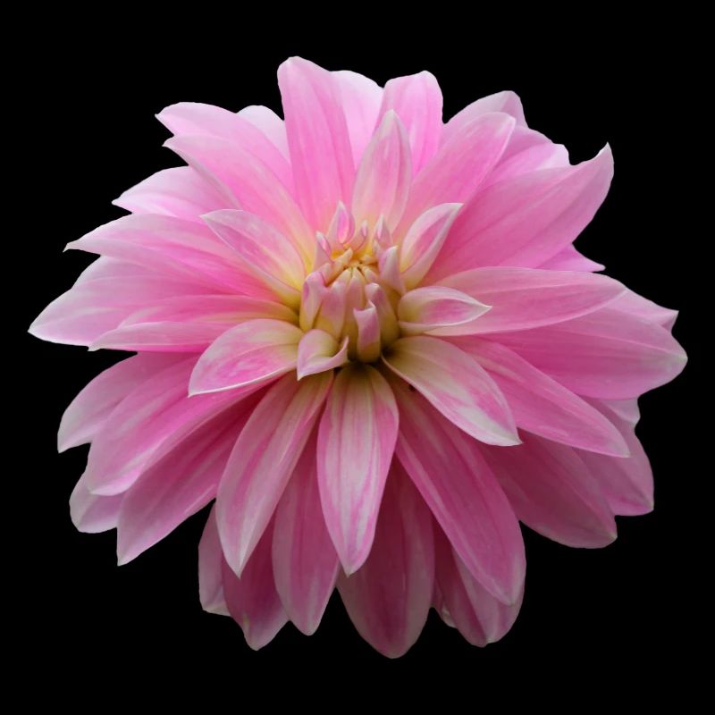 Fleur Rose Rose Fleur Fleurs Rose Rose Fleurs