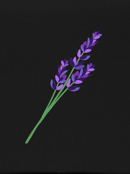 Lavender 1