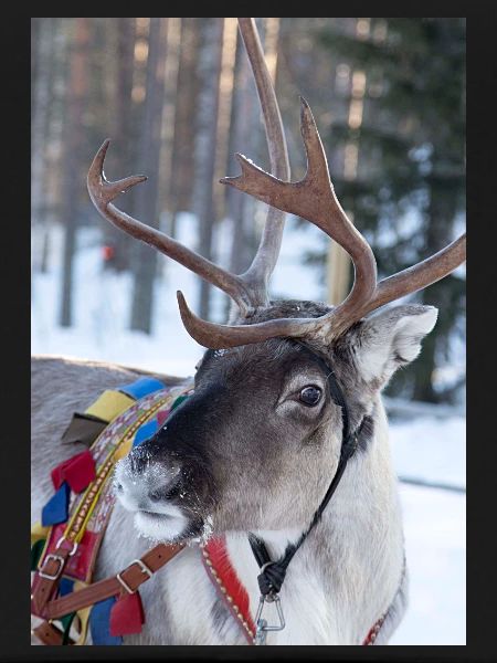 Reindeer