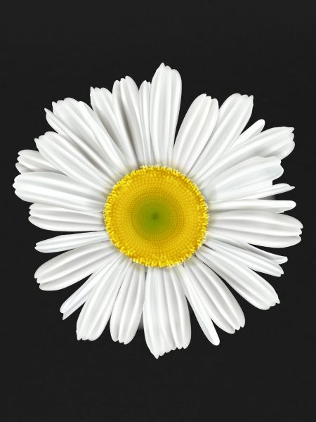 daisy flower of spring