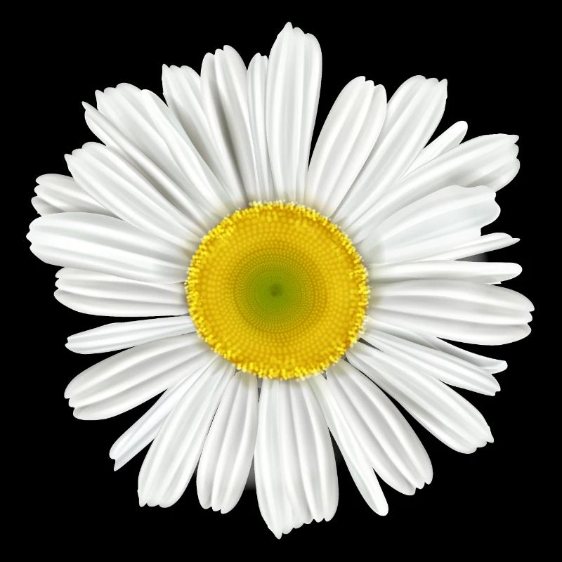 Gänseblümchenblume des Frühlings