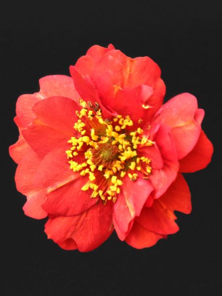 red flower rose
