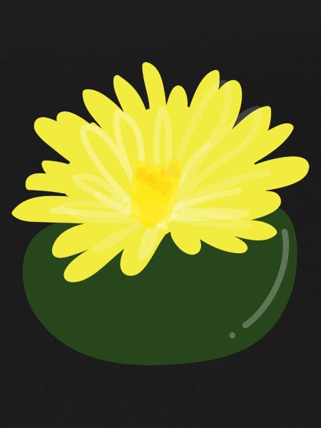Lithops flower1