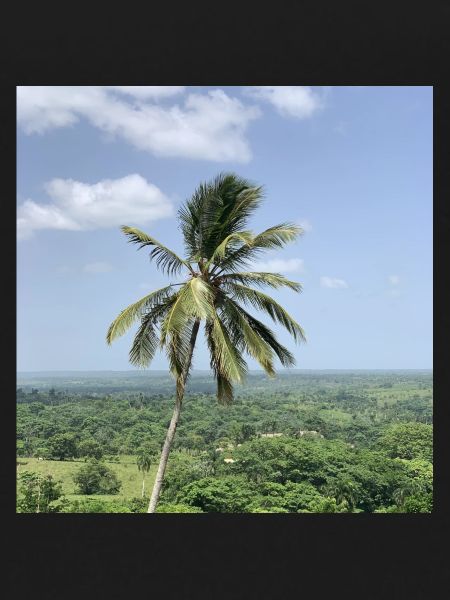 Palm tree