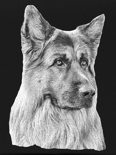Old German Shepherd German Shepherd