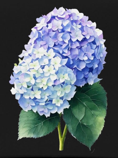 Hydrangea