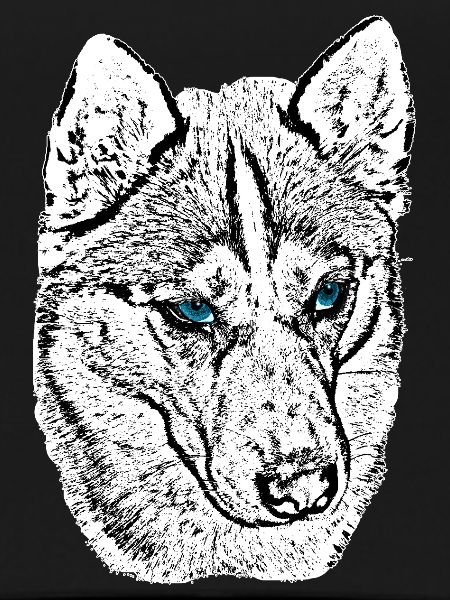Wolf Head Drawing Blue Eyes