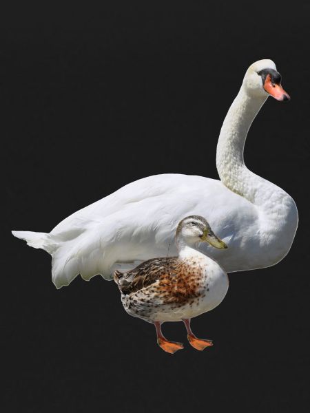 Schwan
