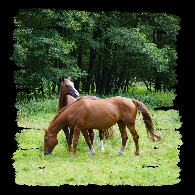 Grazing has advantages for horses