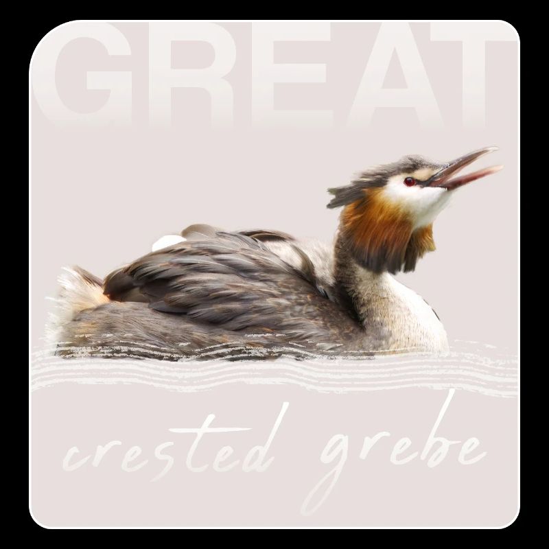 Grèbe huppé