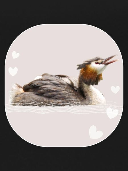 Great crested grebe