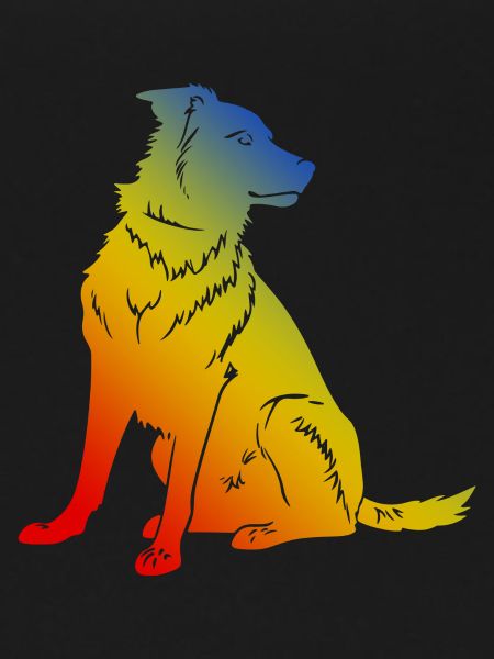 Border Collie Dog
