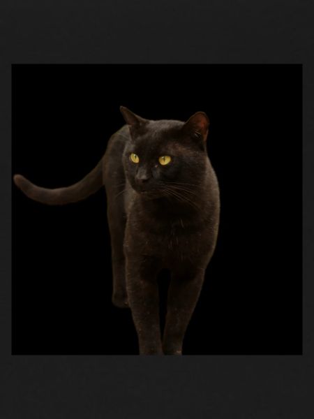 black cat kitten cat
