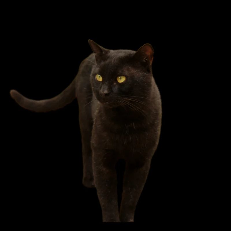 black cat kitten cat