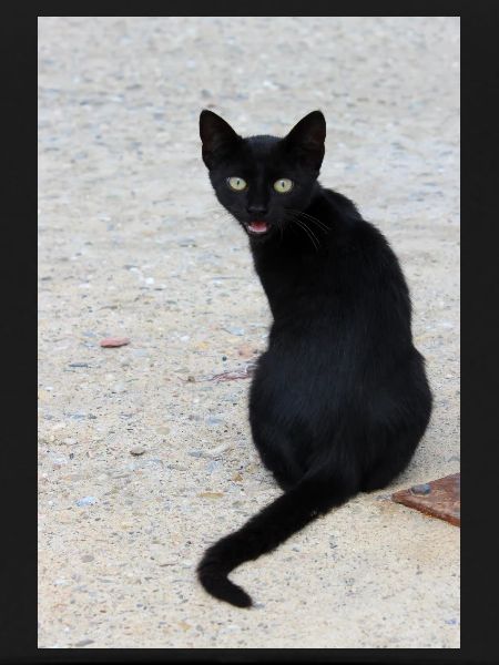 Cat black