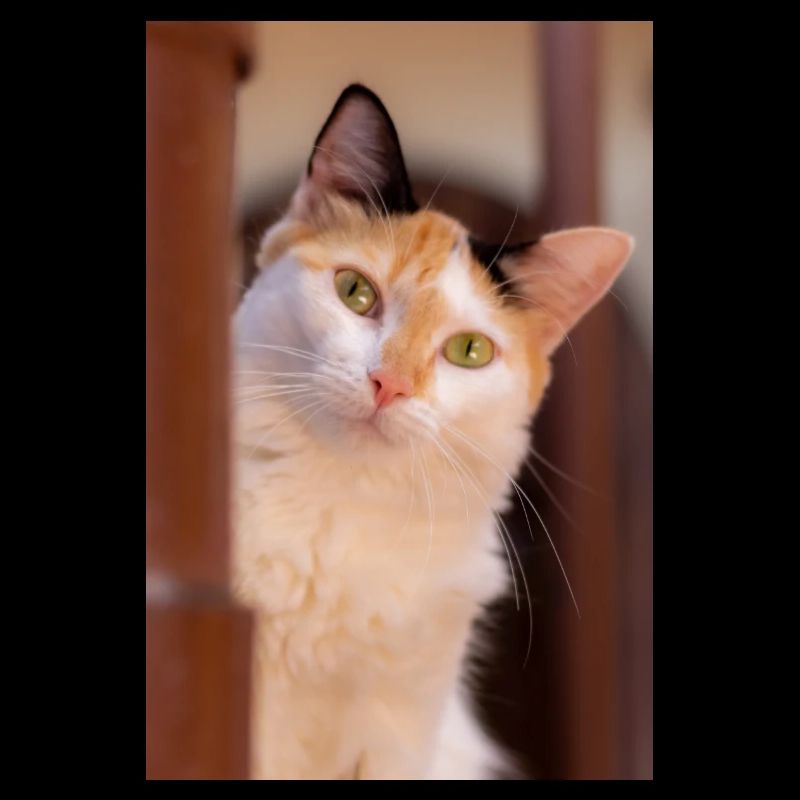 Die Katze