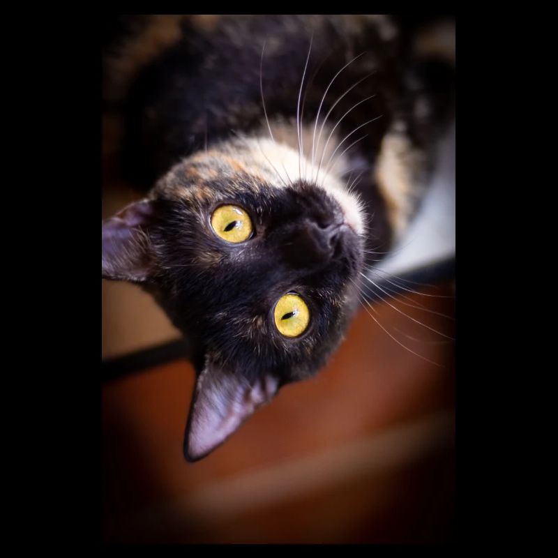 Die Katze
