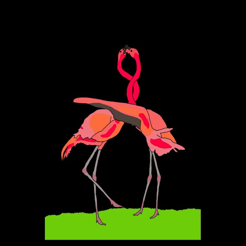 flamingos