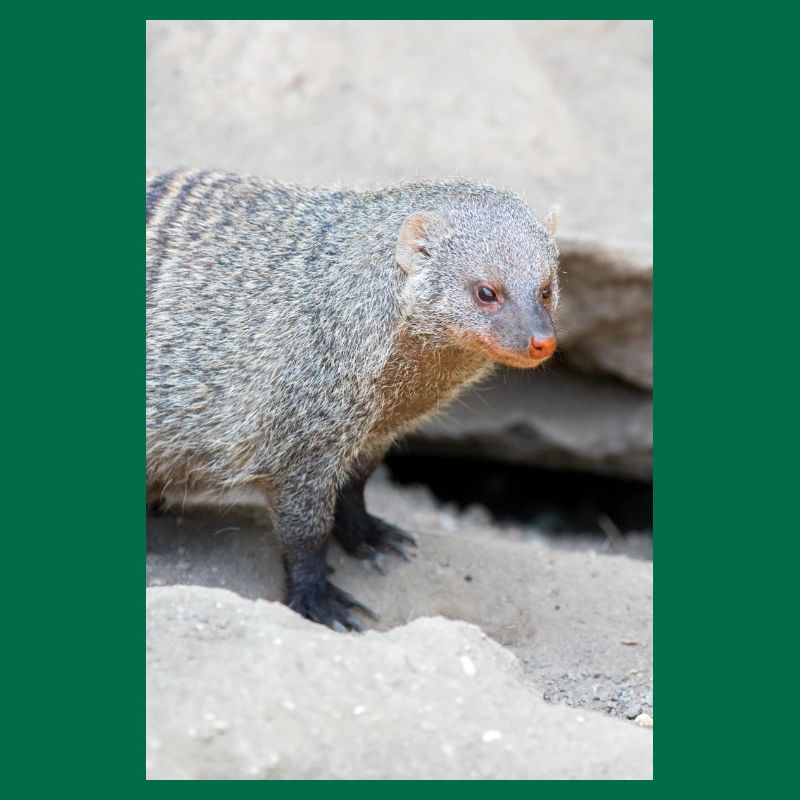 Gebänderte Manguste oder Zebramanguste