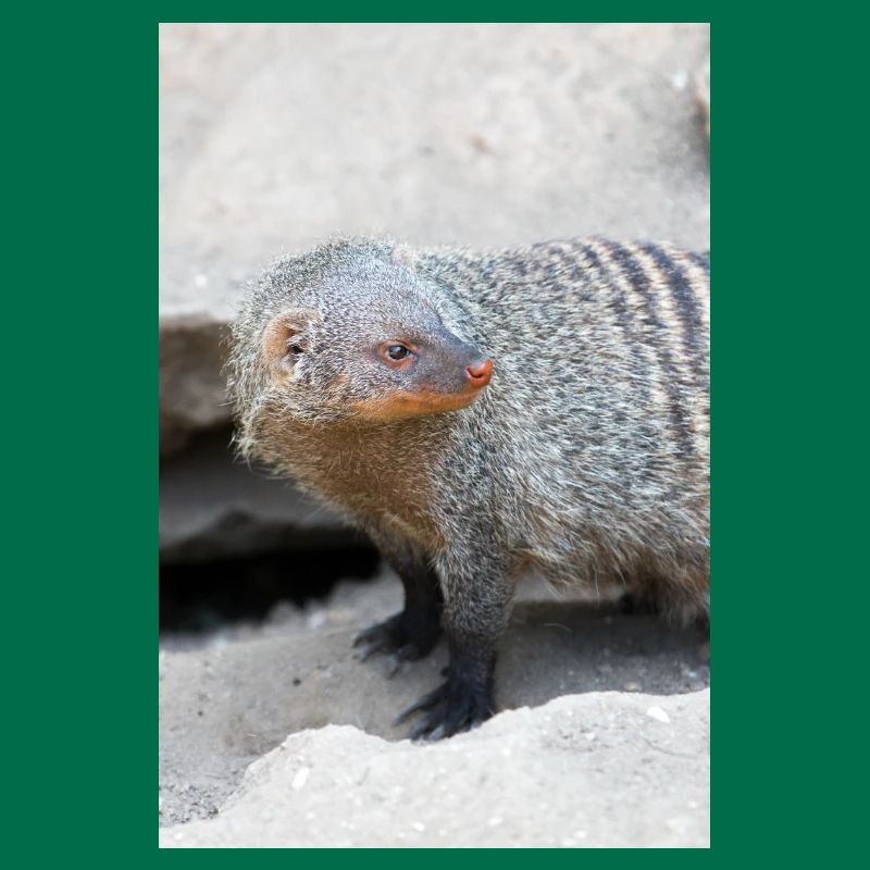 Gebänderte Manguste oder Zebramanguste