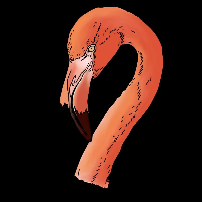 Flamingo - Kopf