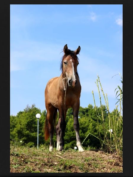 Affiche Cheval Cheval