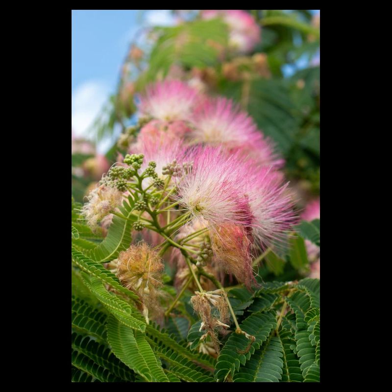 Persian silk tree also pink silk tree also mimosa