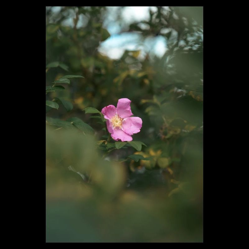 Blume