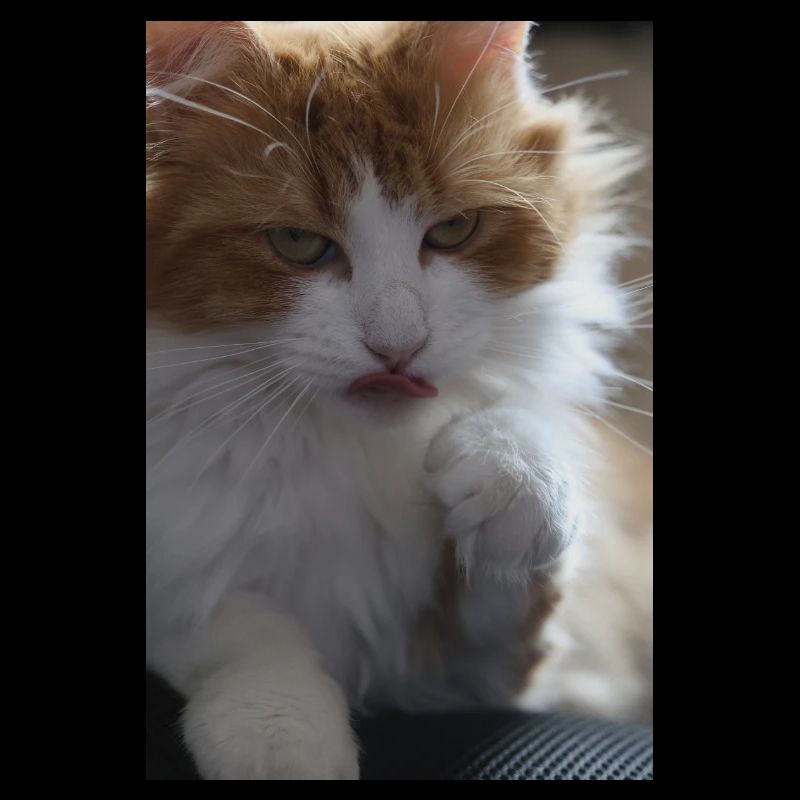 A long-haired cat staring at us