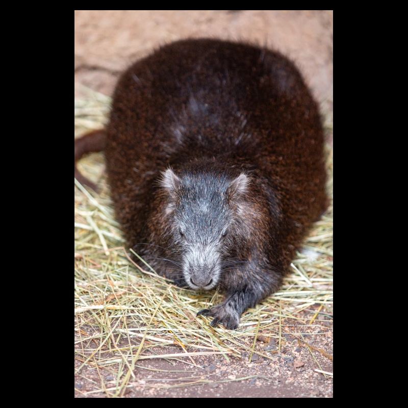 Cuban hutia also hutia-conga also Desmarest's huti