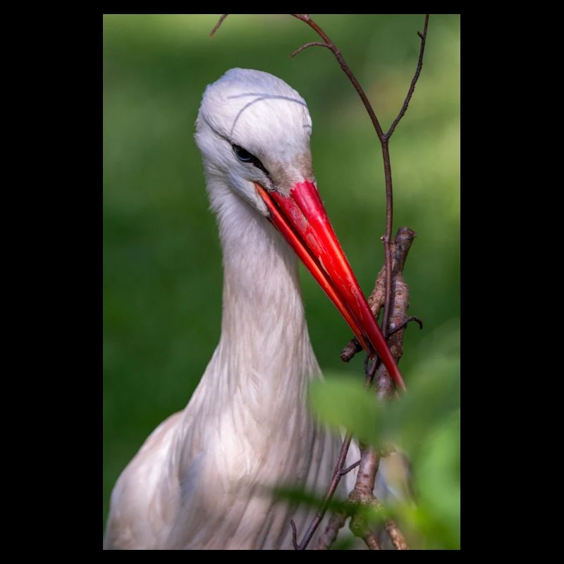 White stork (in german Weißstorch or Klapperstorch