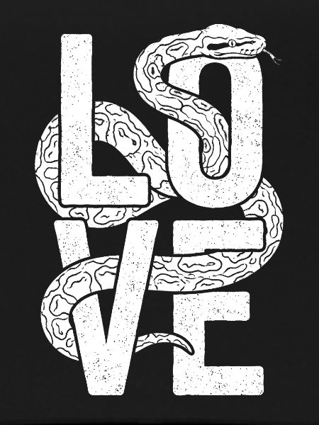 Königspython Schlangen LOVE Terrarium Python