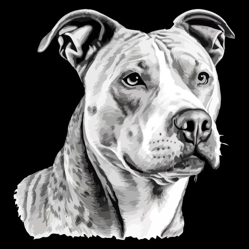 Jack the pit bull