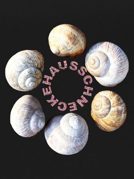House snail