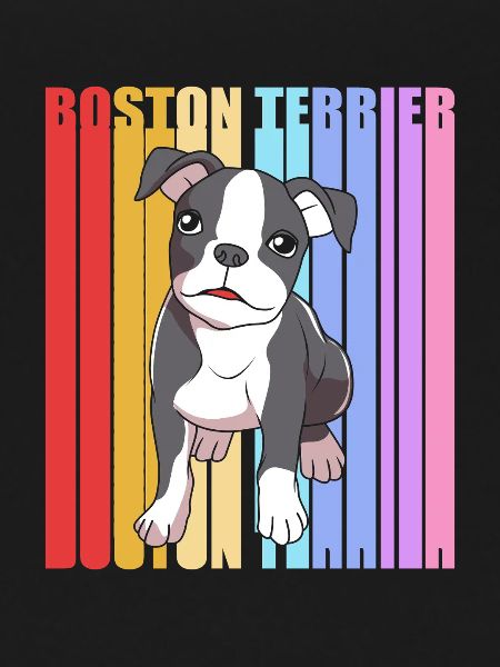 Boston Terrier