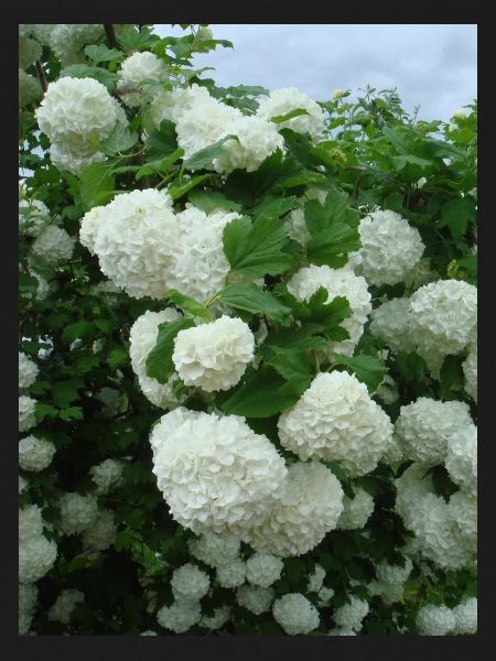 Snowball branches white - Spring