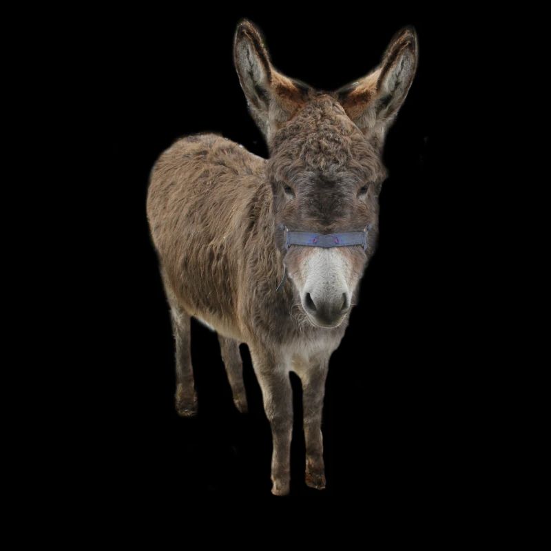 baudet