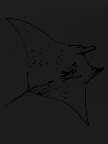 Manta Ray