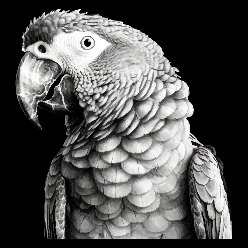 Parrot in pencil