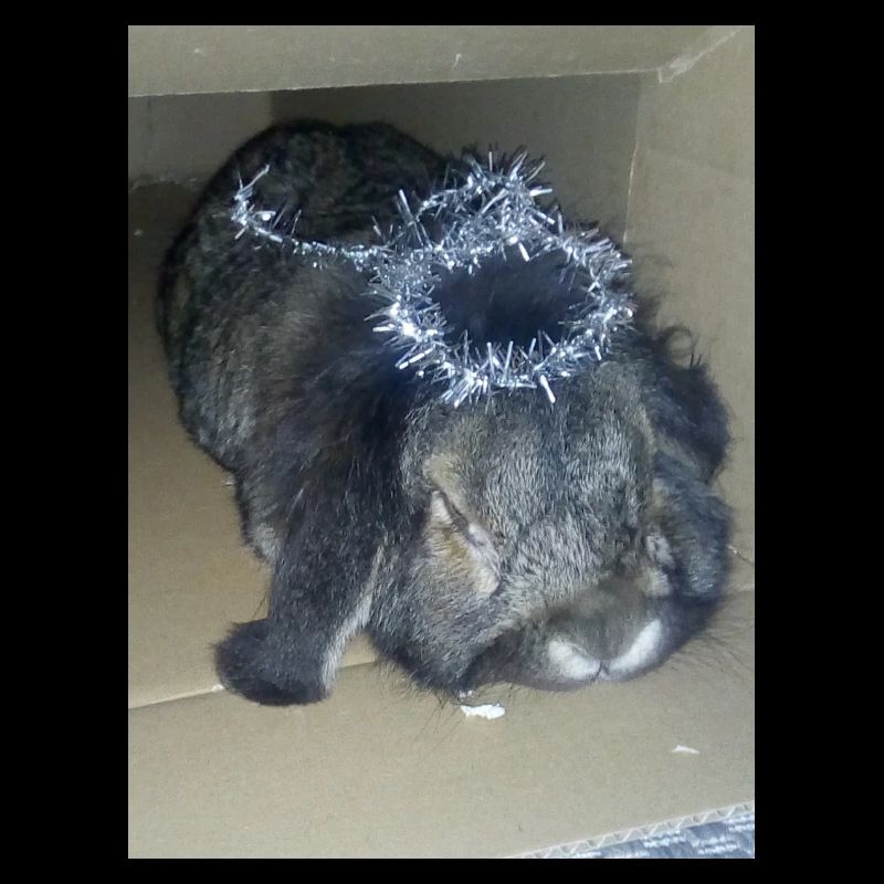 Rabbit