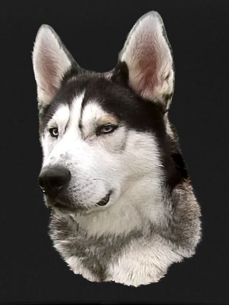Husky Face Black White